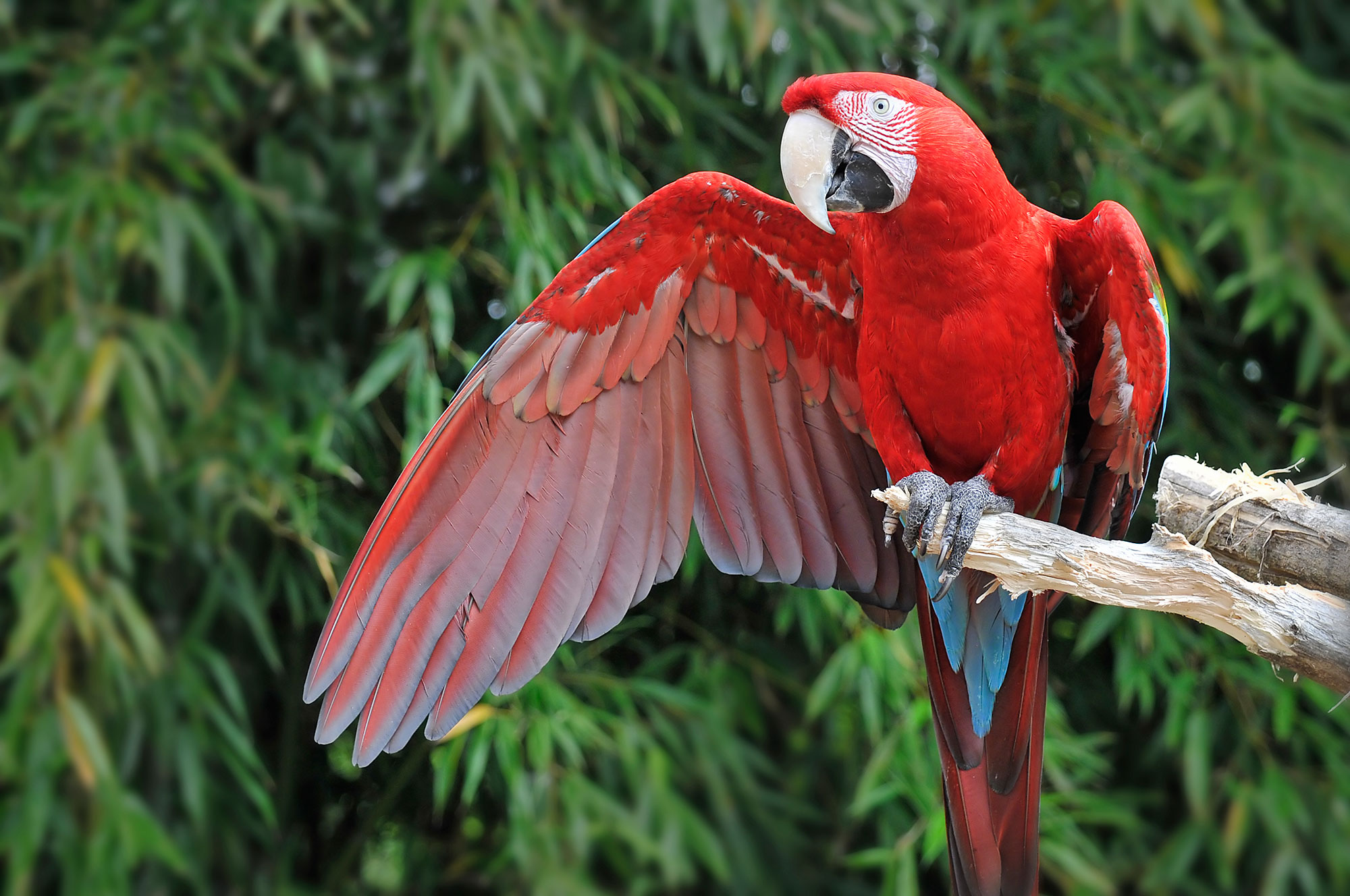 Aras Animations au Zoo de Bordeaux Pessac