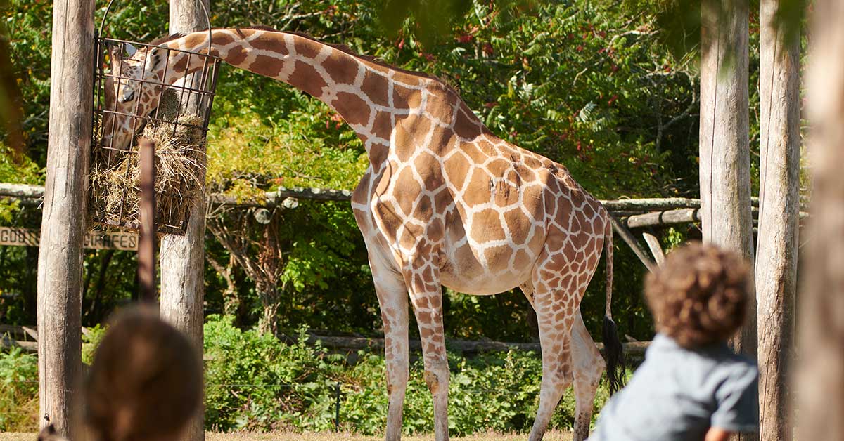 zoo de pessac site de rencontre
