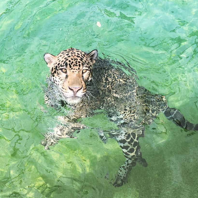 jaguar dans l eau
