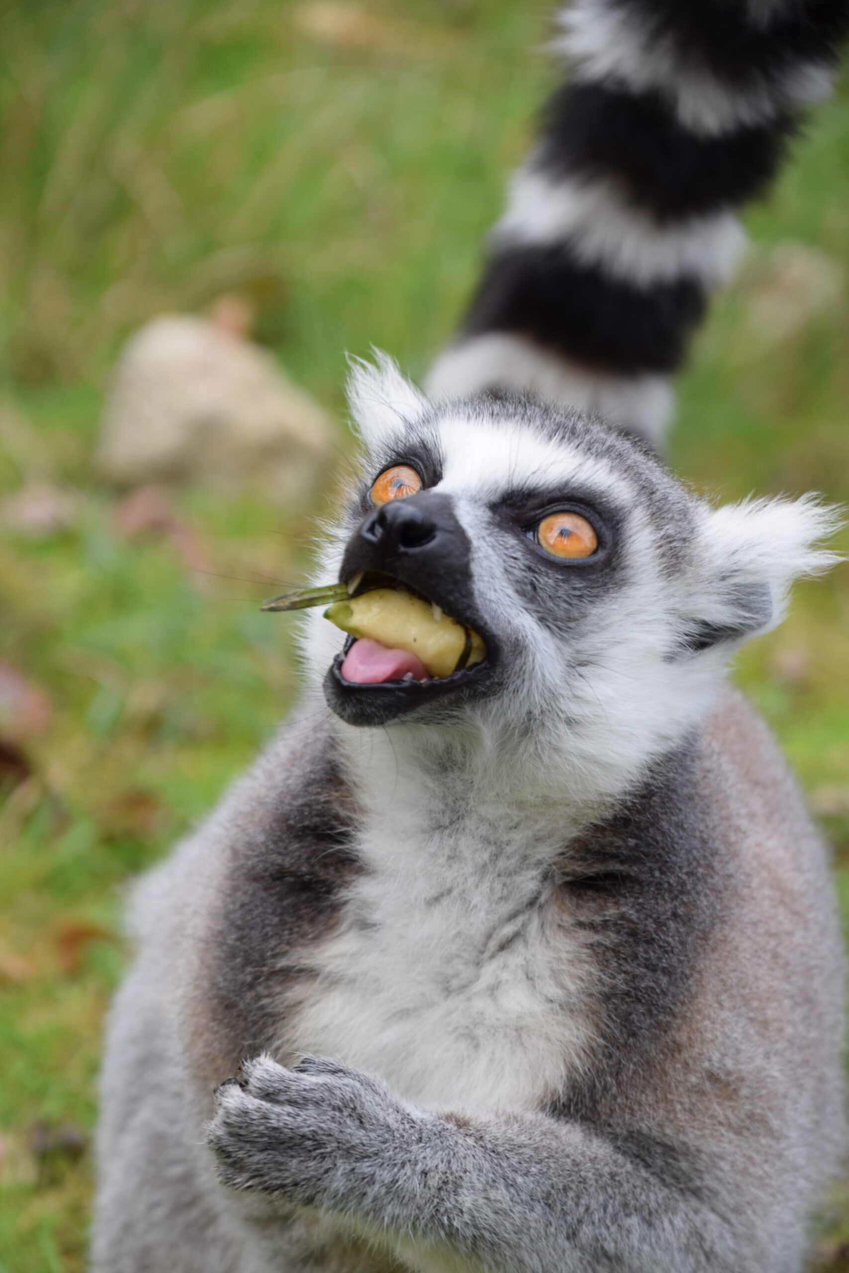 Zoo de bordeaux Pessac @Stephane Adam