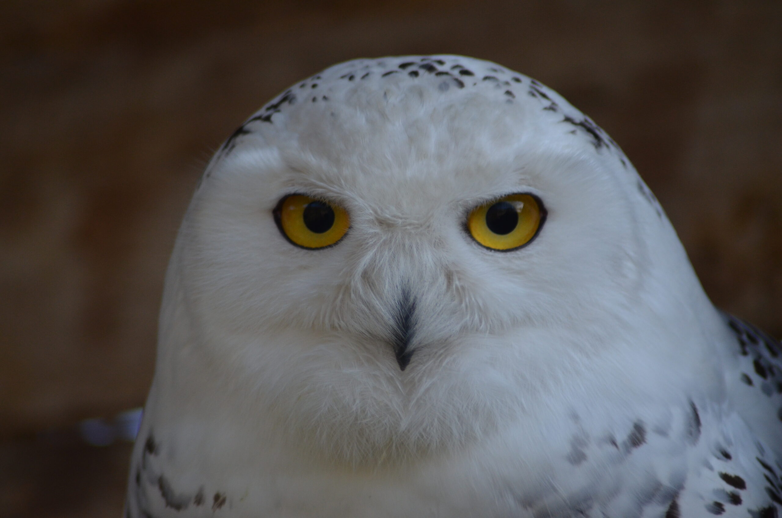 harfang des neiges 