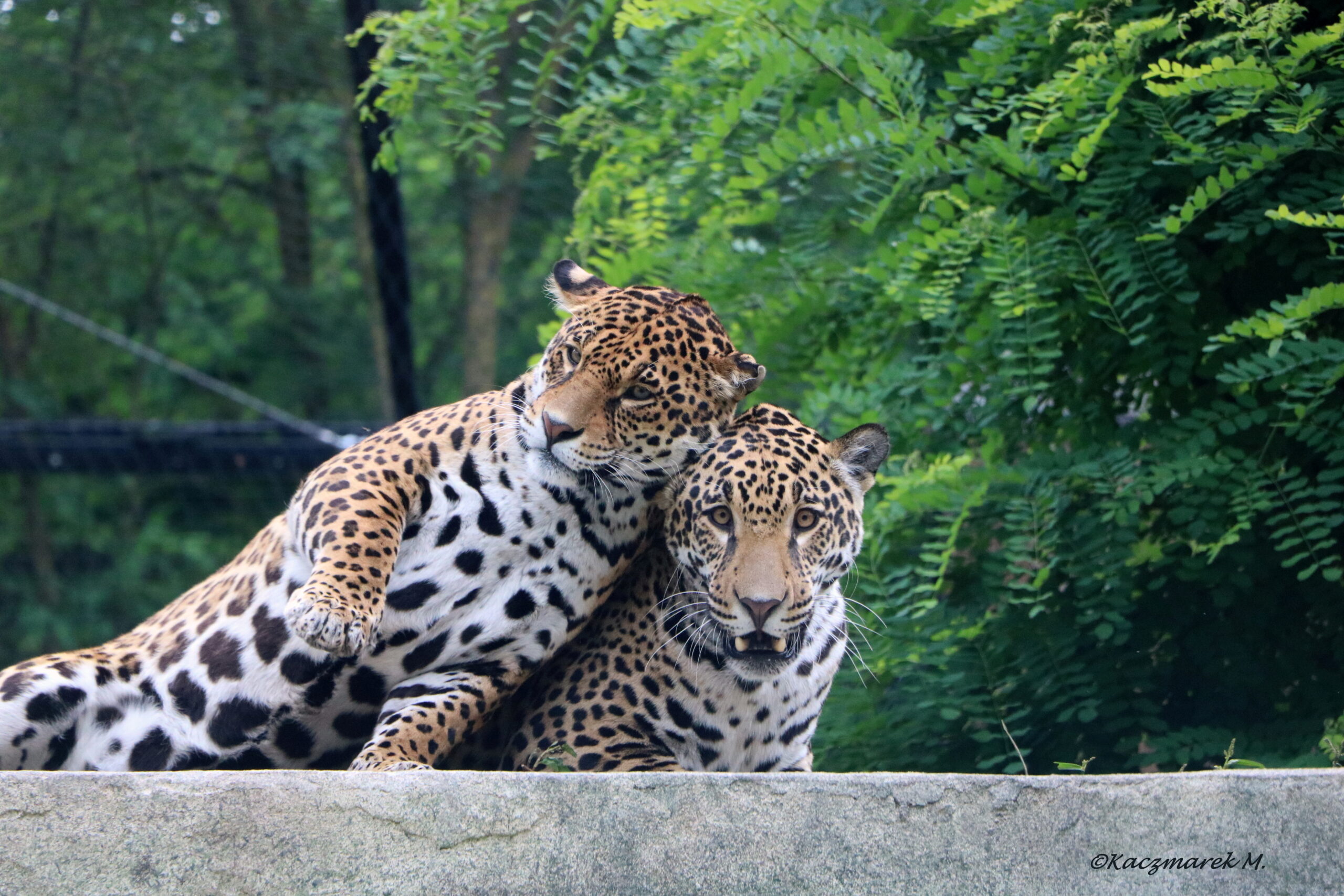IMG_1171 jaguars mato et catalina