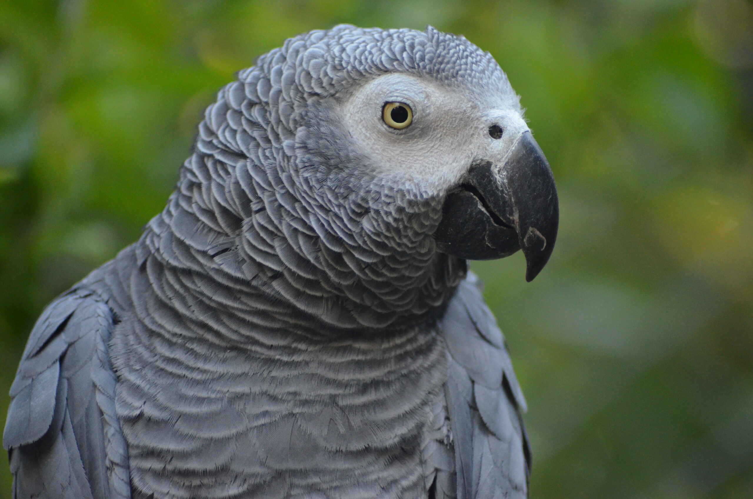 gris gabon