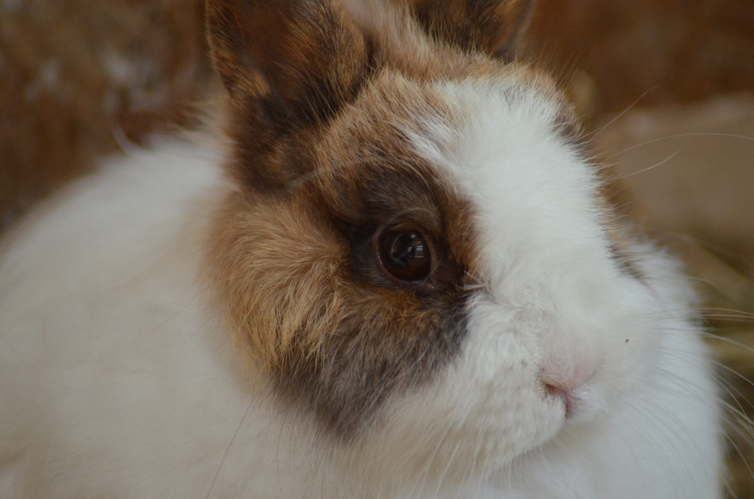 DSC_1009 lapin