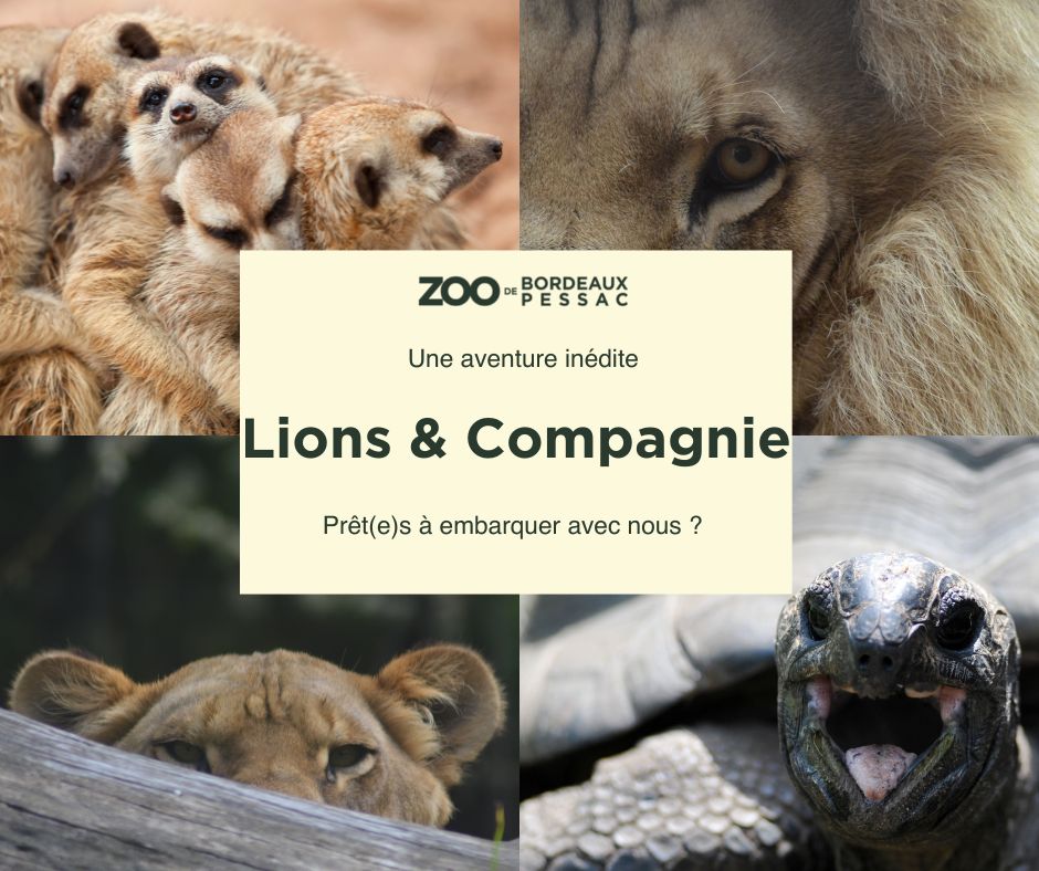 LIONS & COMPAGNIE lions et compagnie