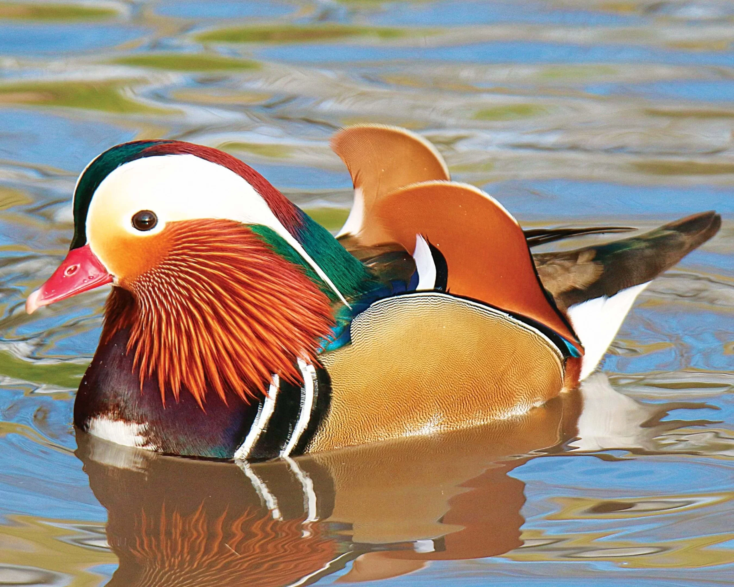 canard