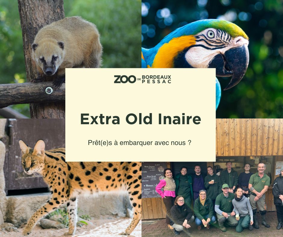 extra old inaire