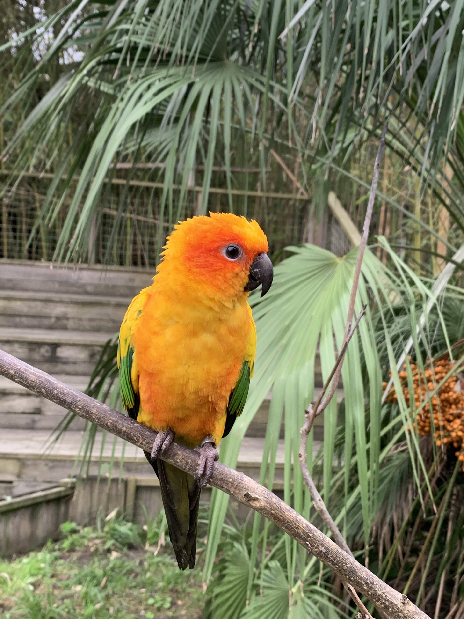 La conure soleil - Un nid d'informations