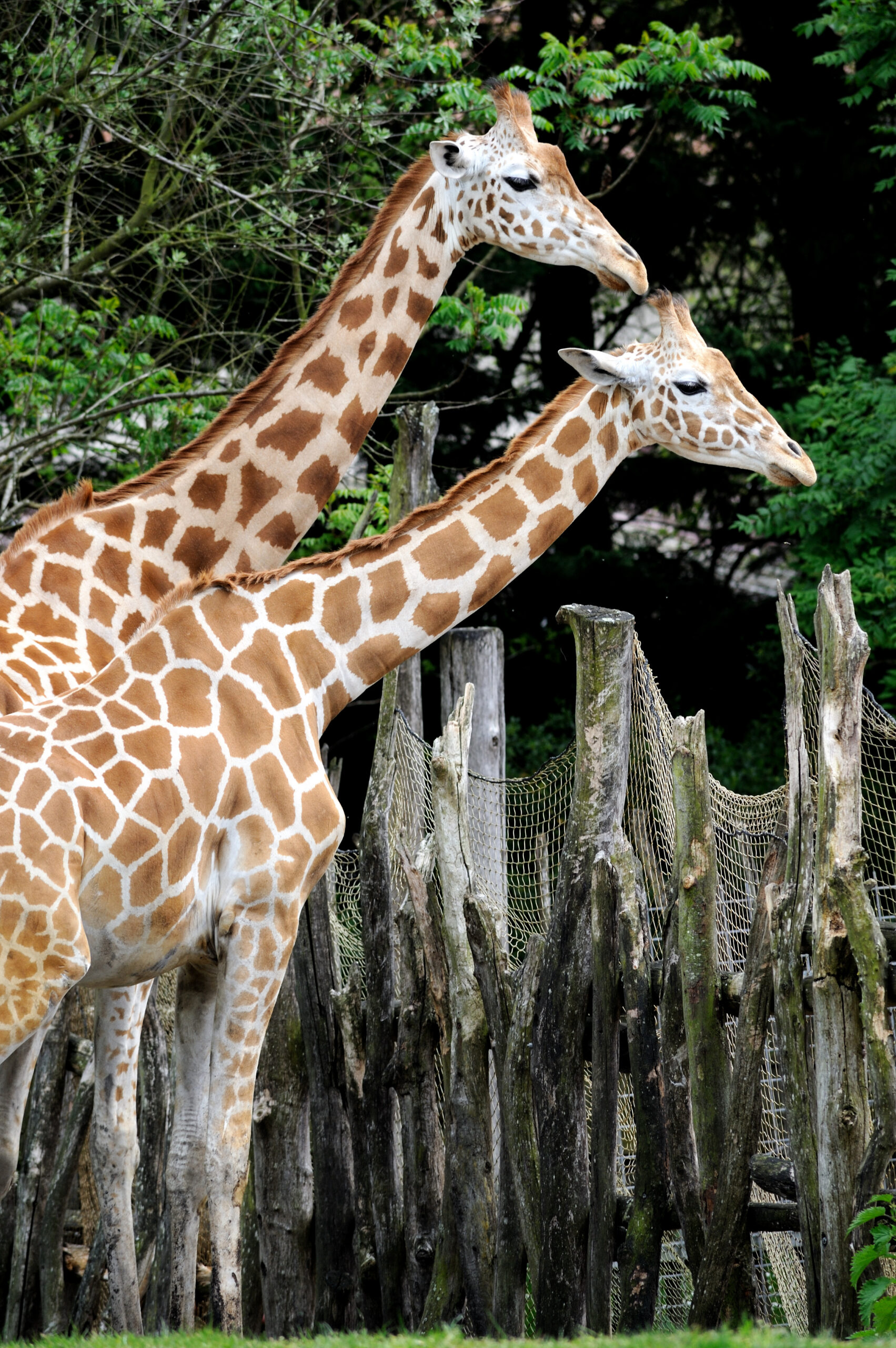 girafe