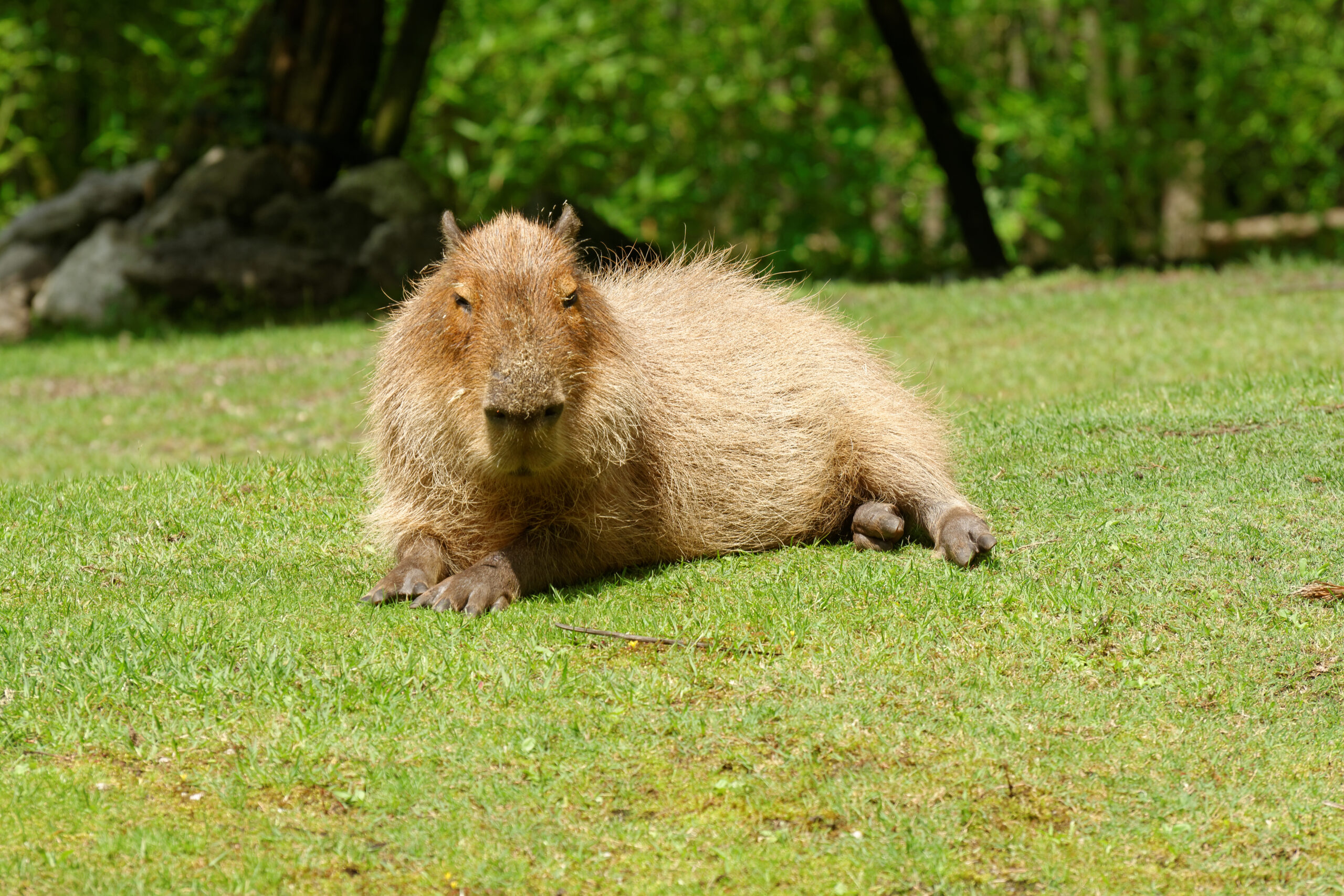 capybara
