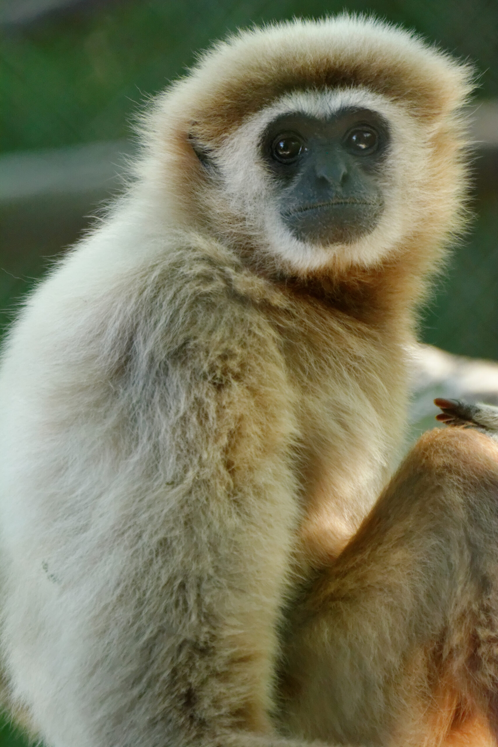 gibbon mains blanches