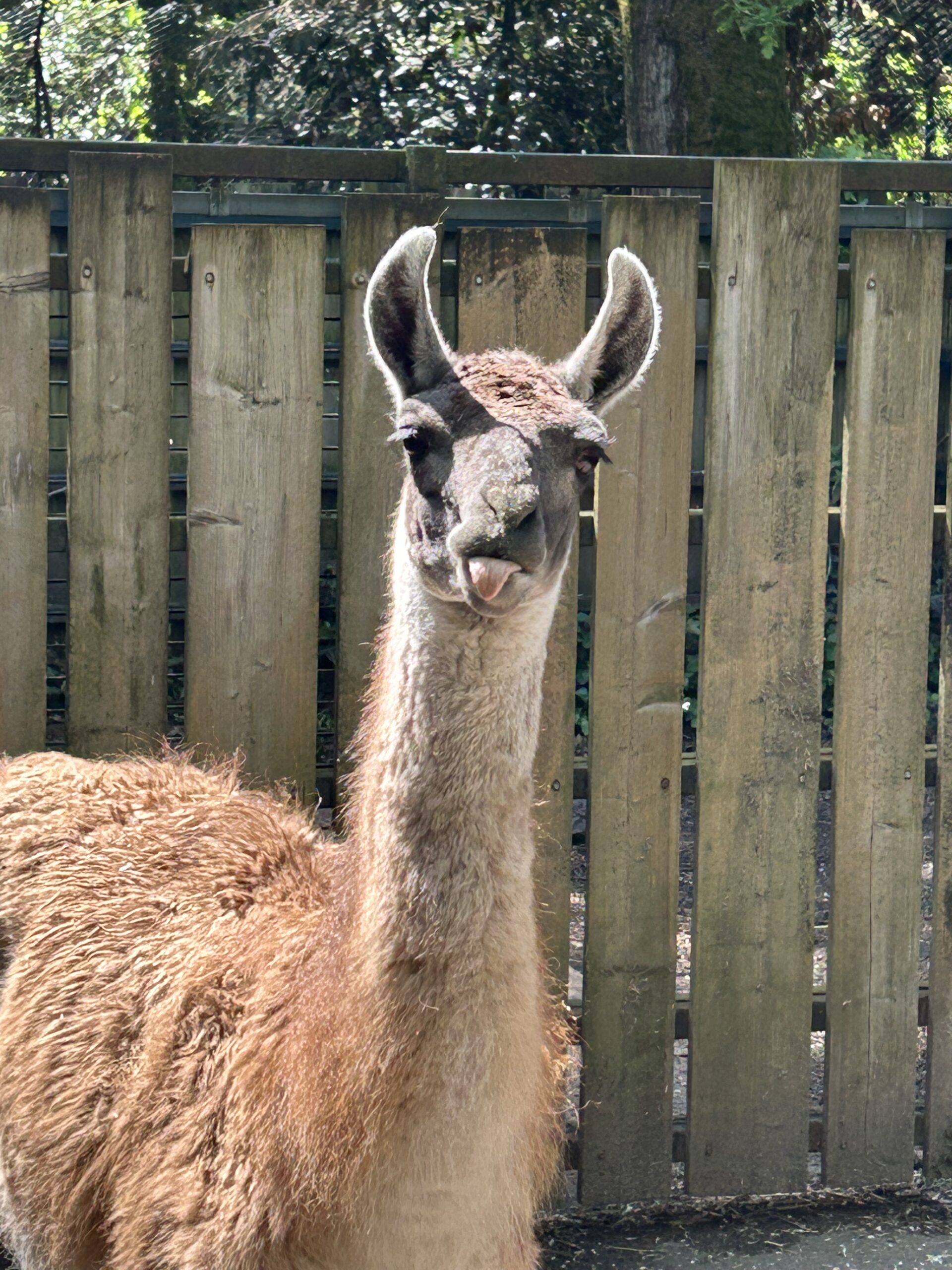 guanaco