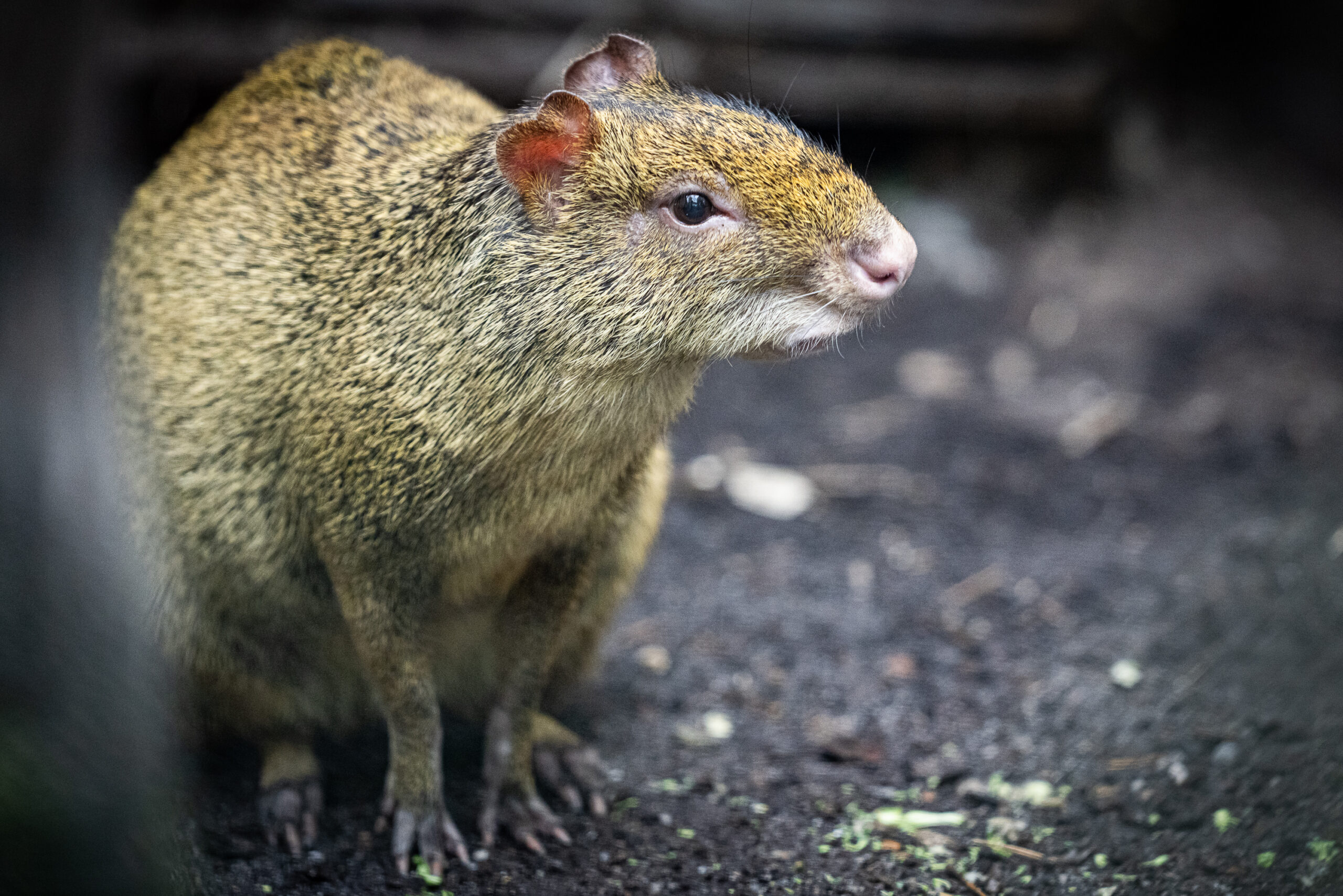 agouti