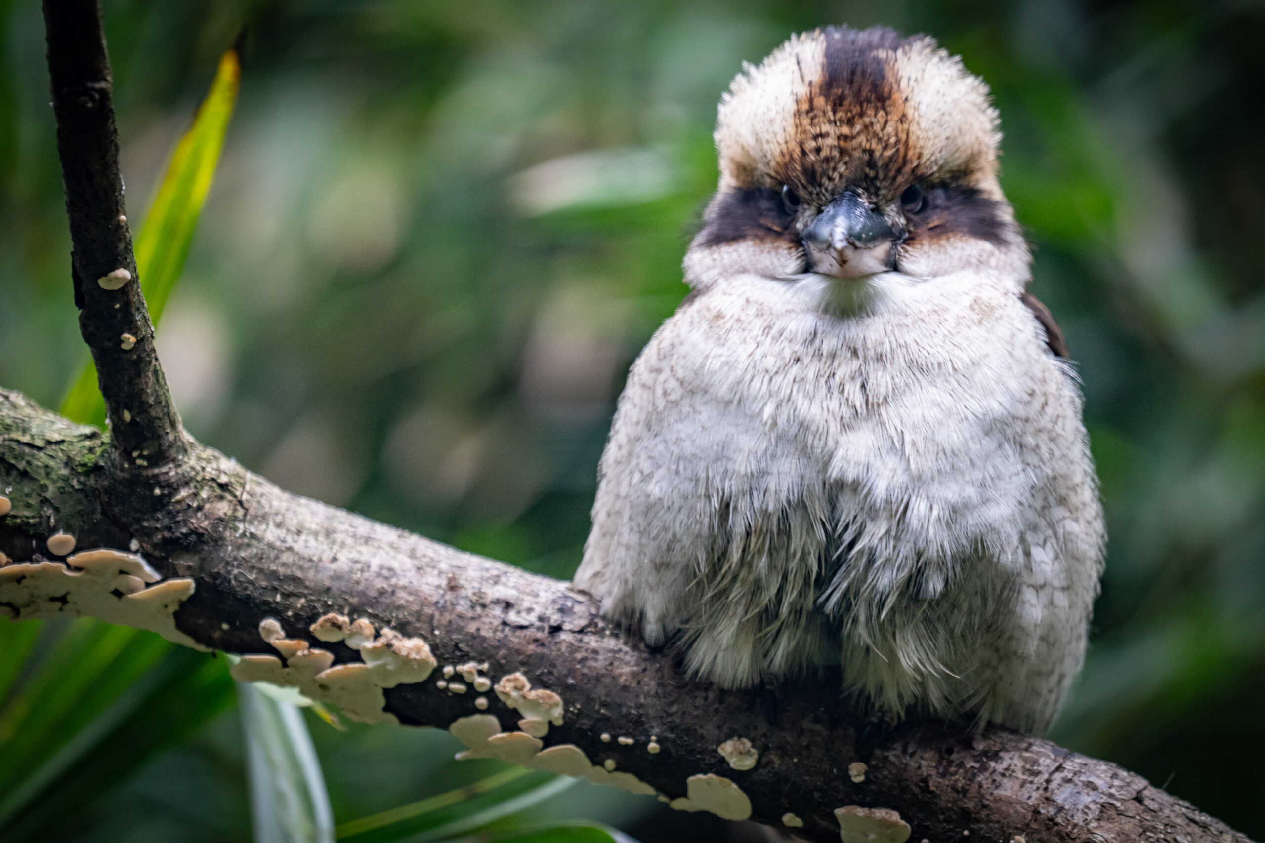 kooka