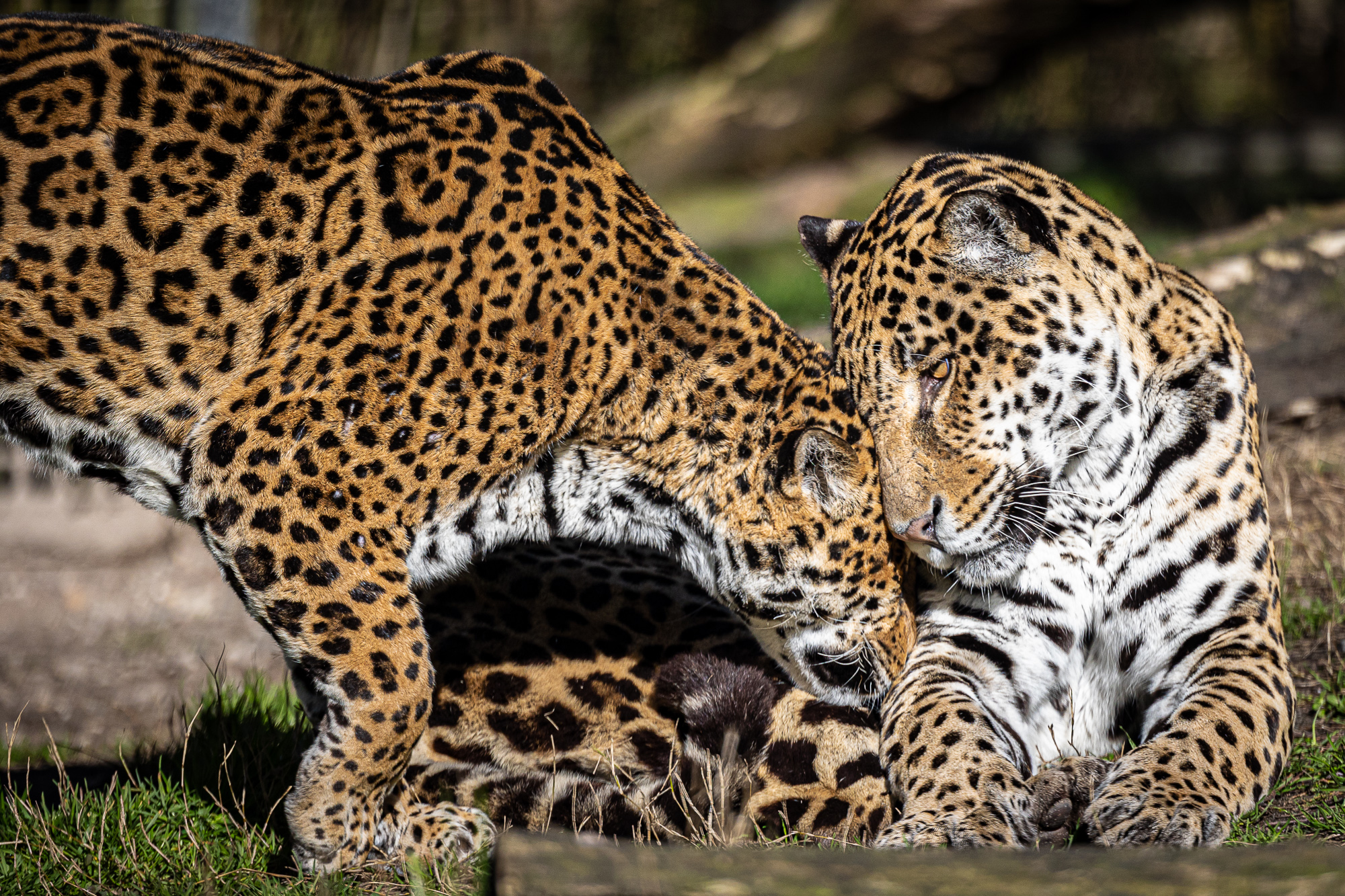 jaguars mato et catalina