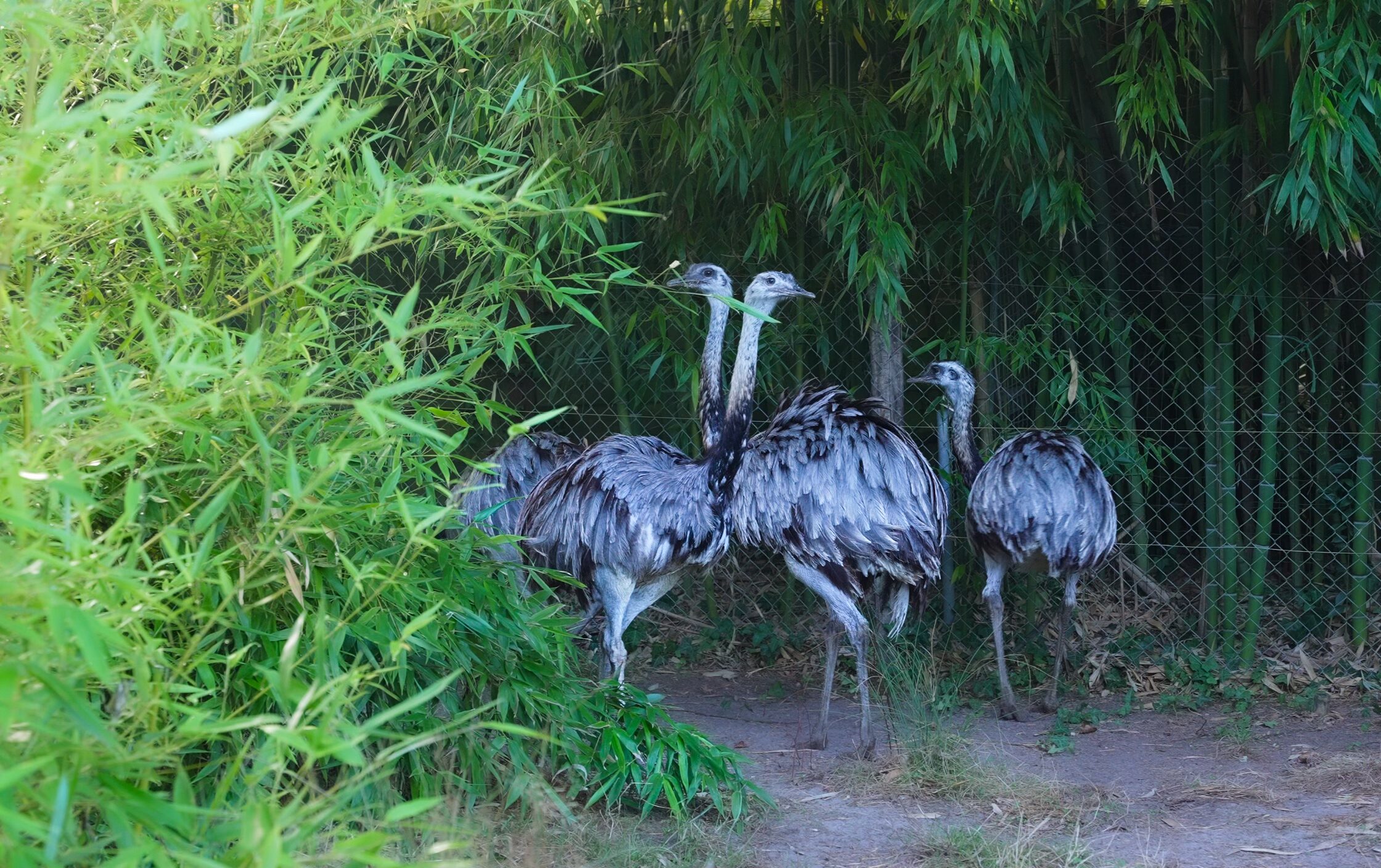 photos_zoo_31_07-106