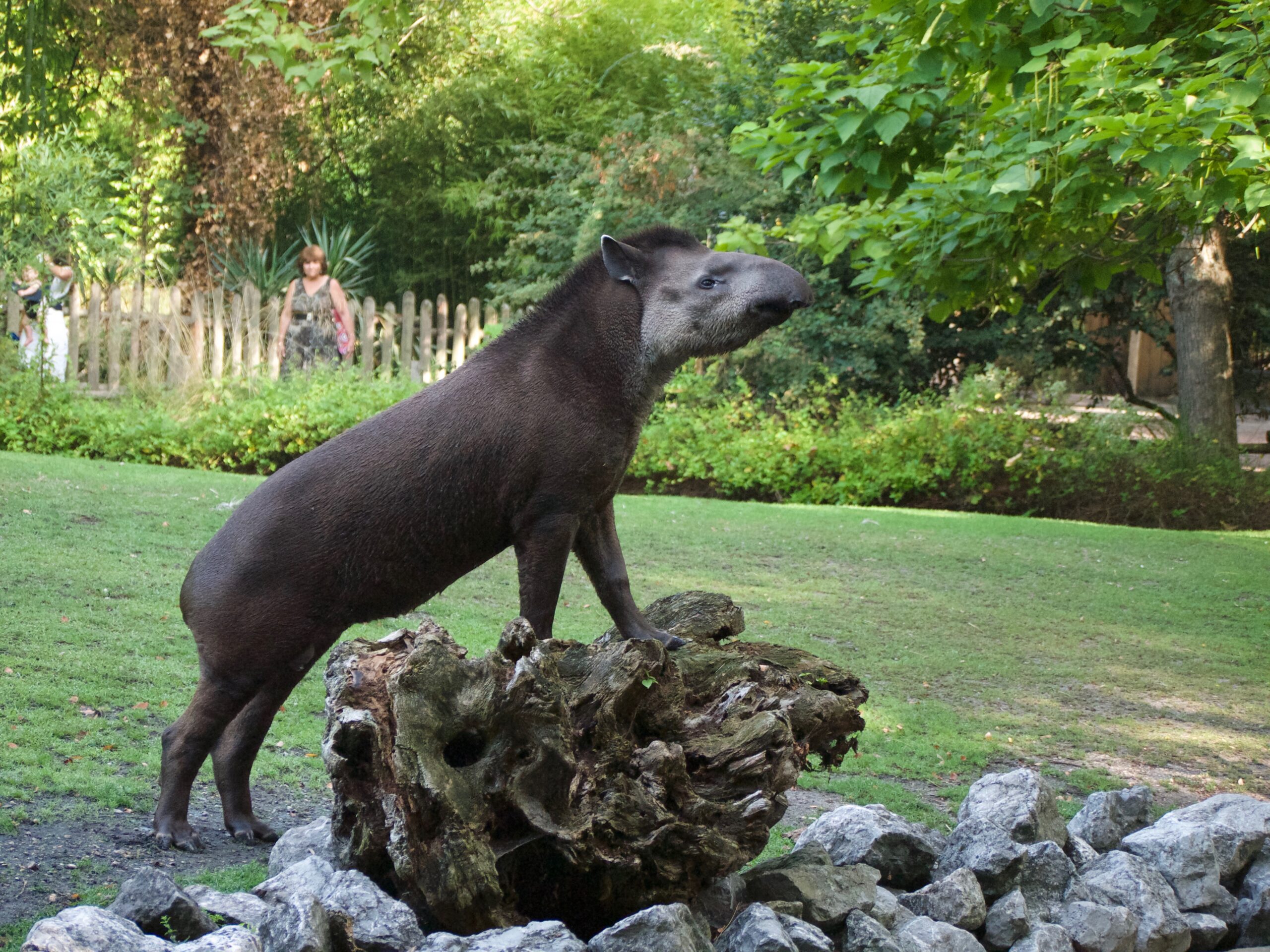 tapir